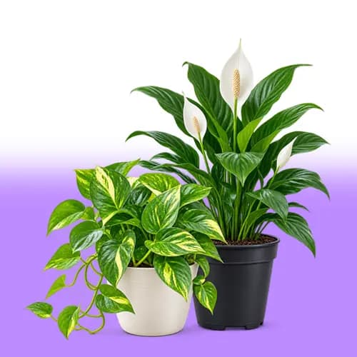 Plants and Nursery Products