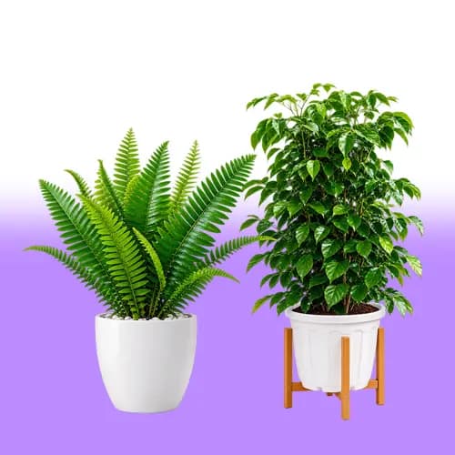 Outdoor Plants