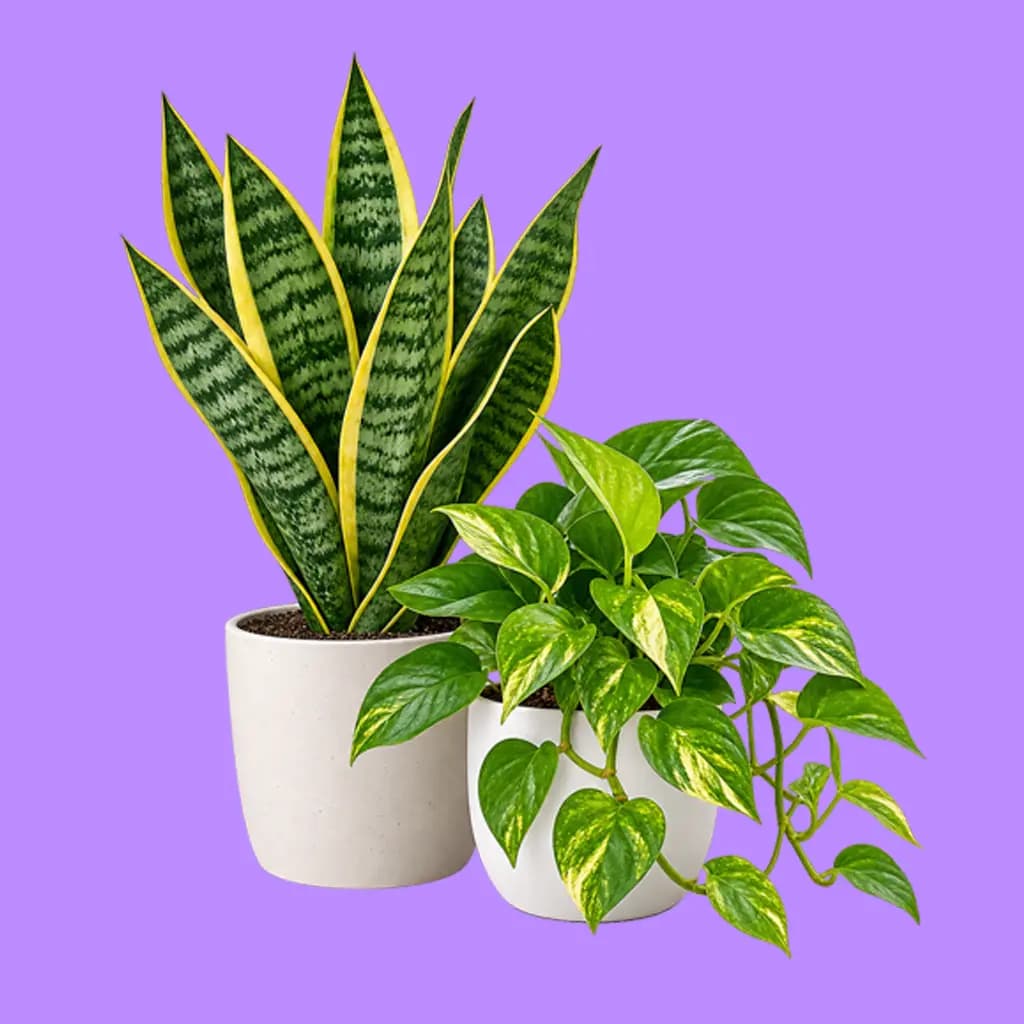 Indoor Plants
