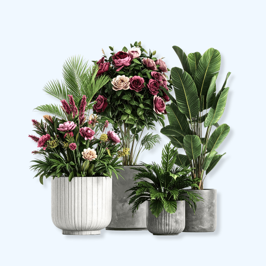 Outdoor Plants