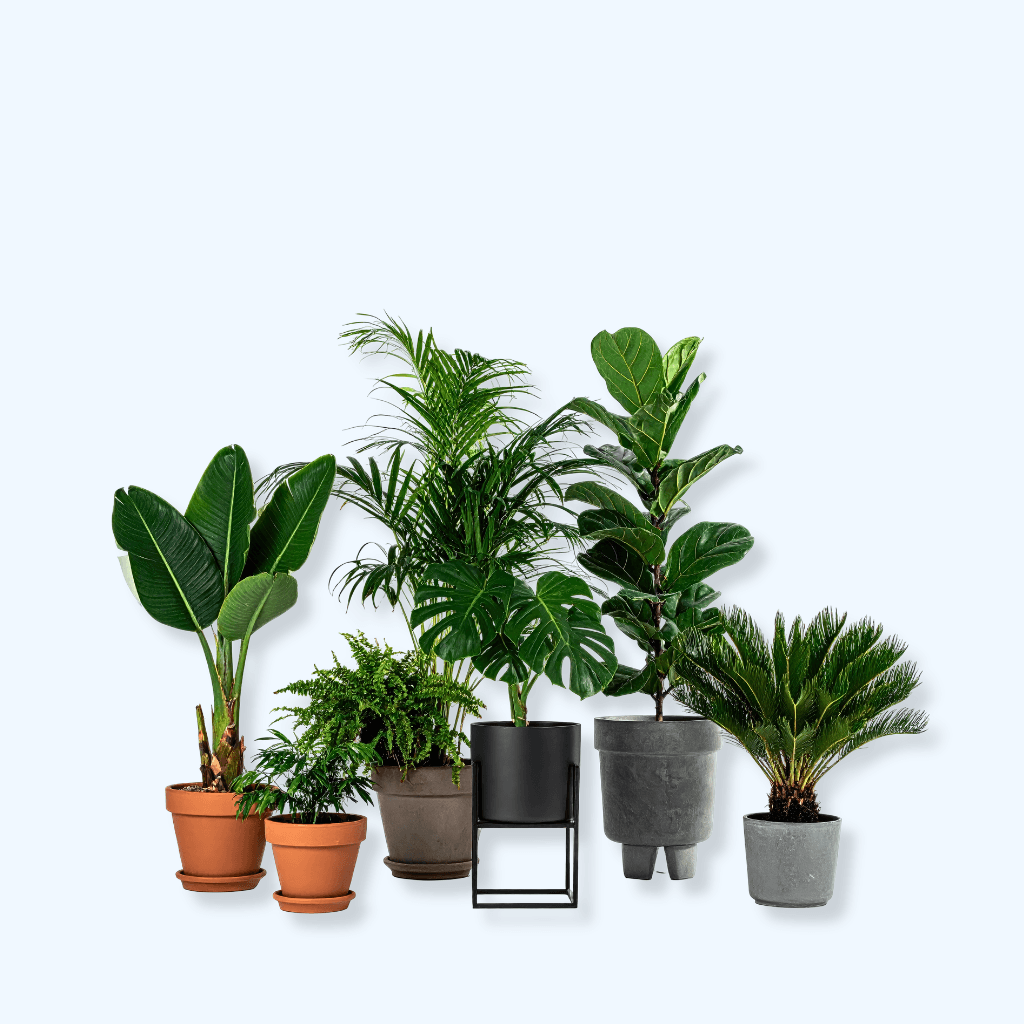 Plants & Nursery