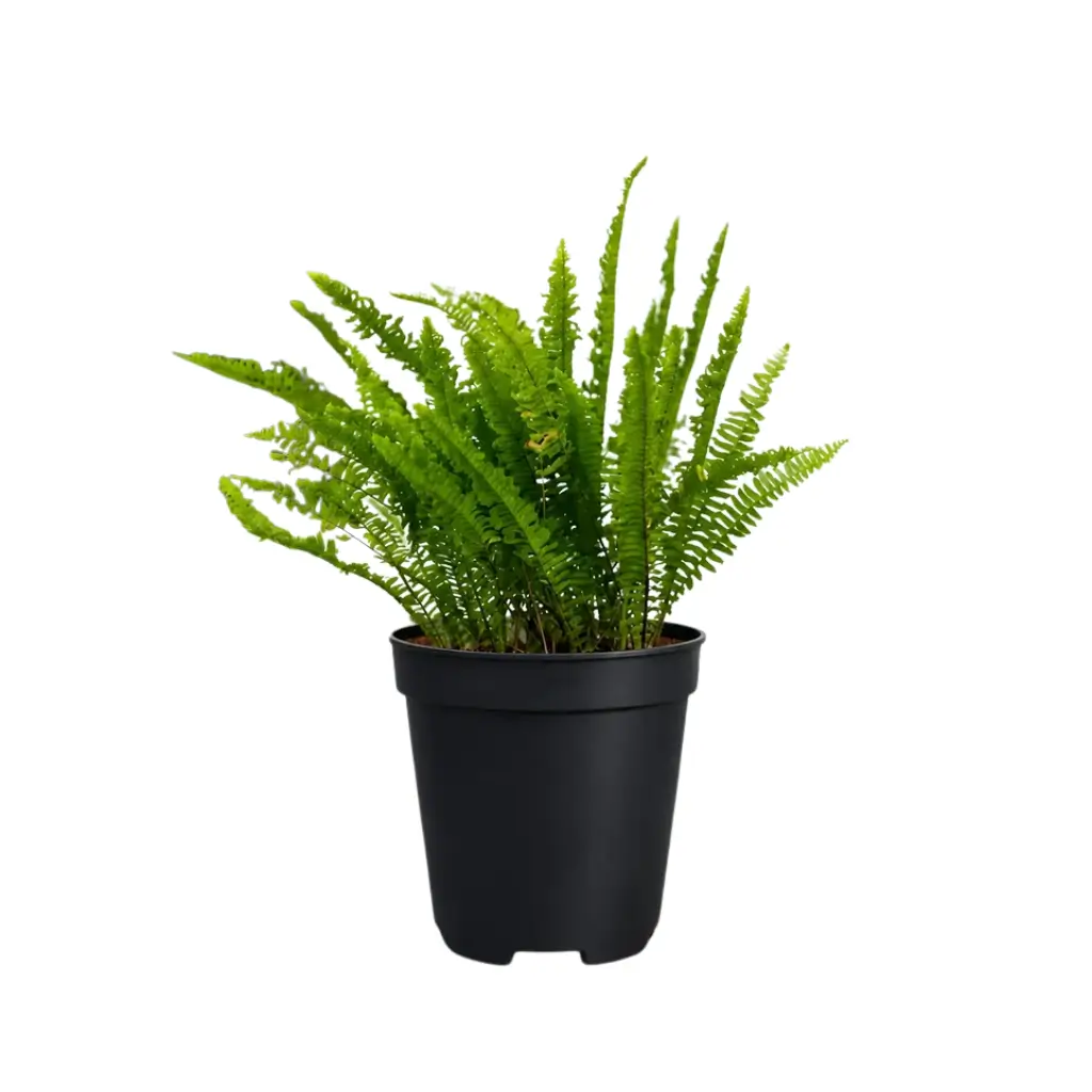GREENX BOSTON FERN