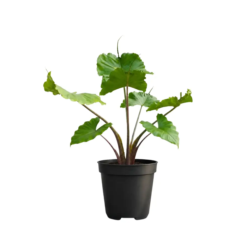 GREENX ALOCASIA STINGRAY