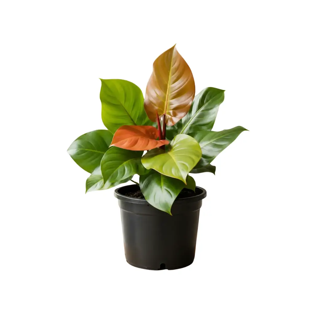 GREENX PHILODENDRON PRINCE OF ORANGE