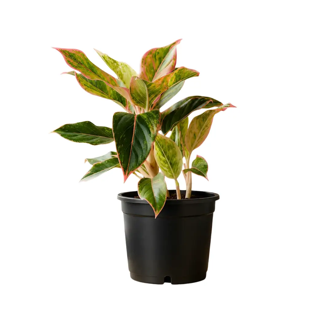GREENX AGLAONEMA PINK