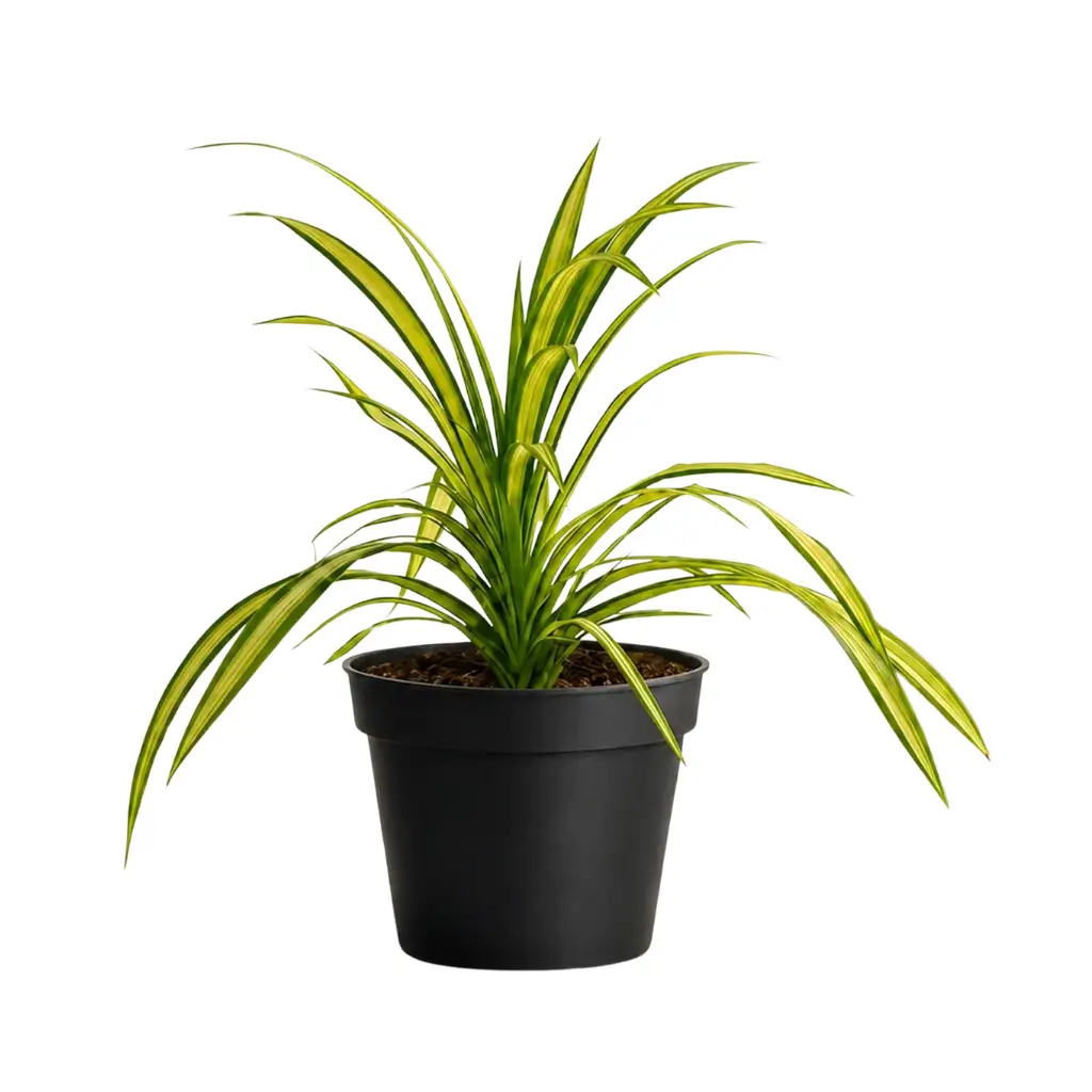 GREENX PANDANUS GRASS