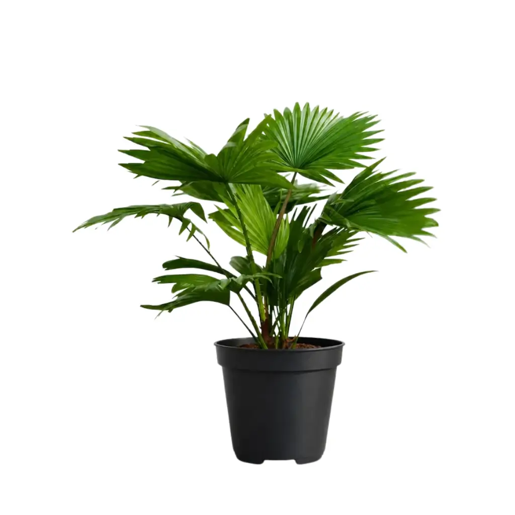 GREENX CHINESE FAN PALM