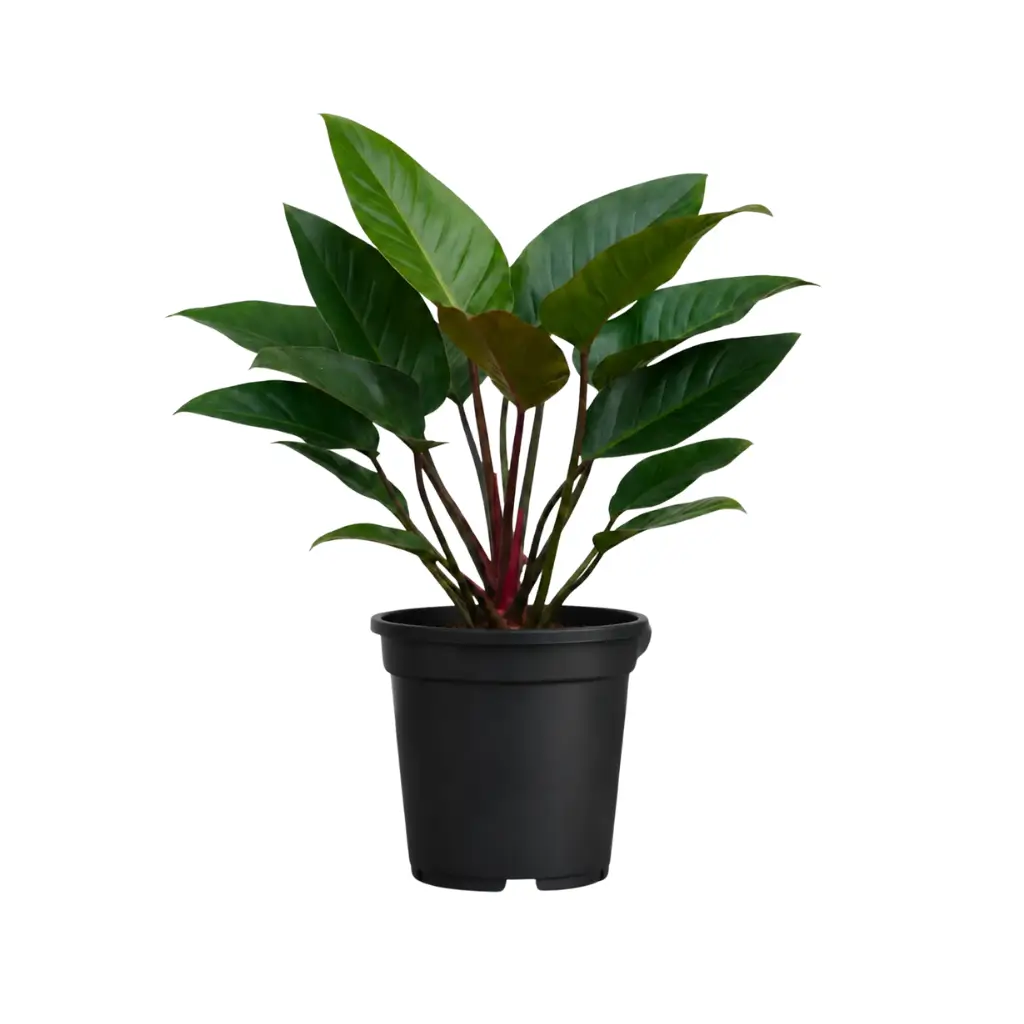 GREENX PHILODENDRON RED CONGO