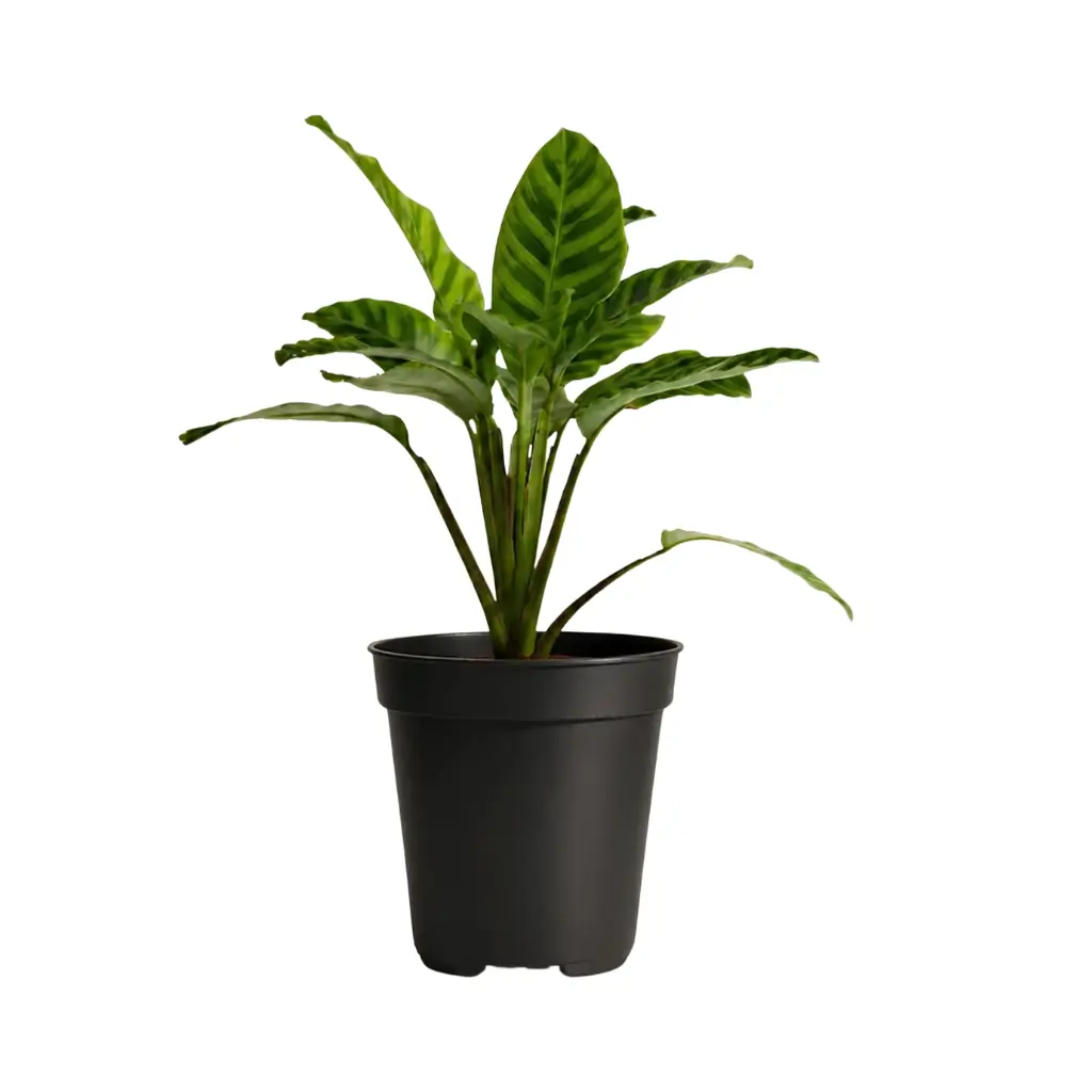 GREENX CALATHEA ZEBRINA