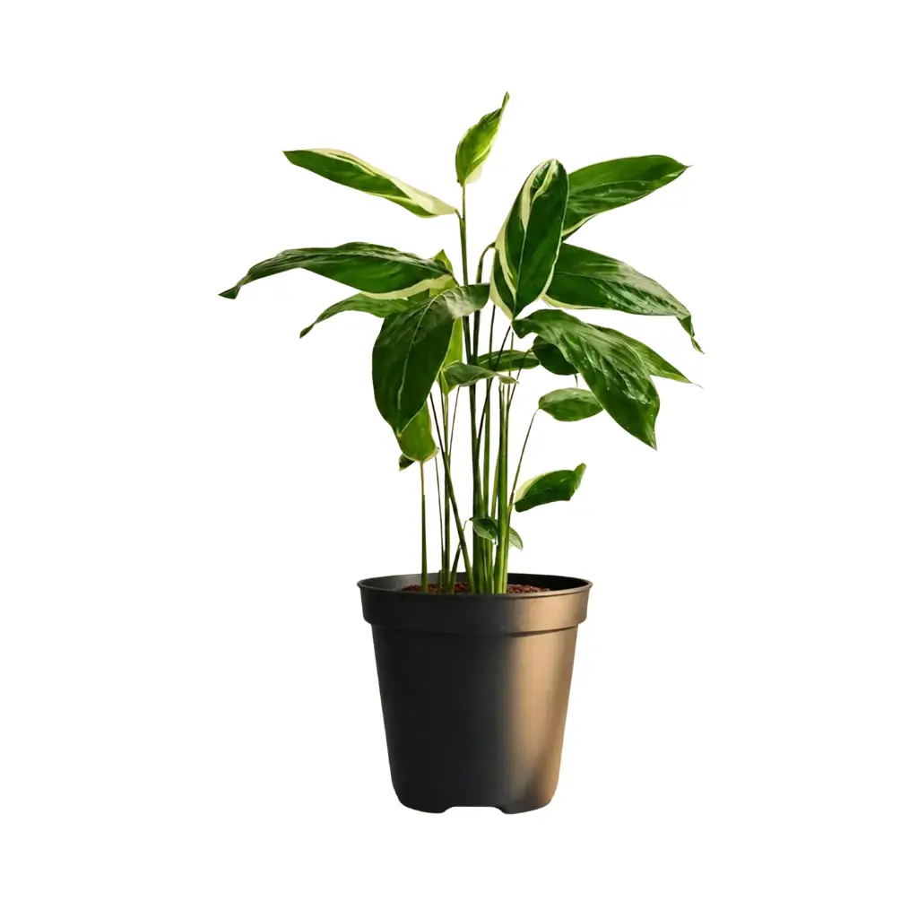GREENX MARANTA ARUNDINACEA VARIEGATED(ARROWROOT)