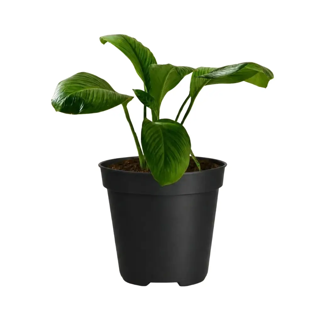 GREENX PEACE LILY | SPATHIPHYLLUM