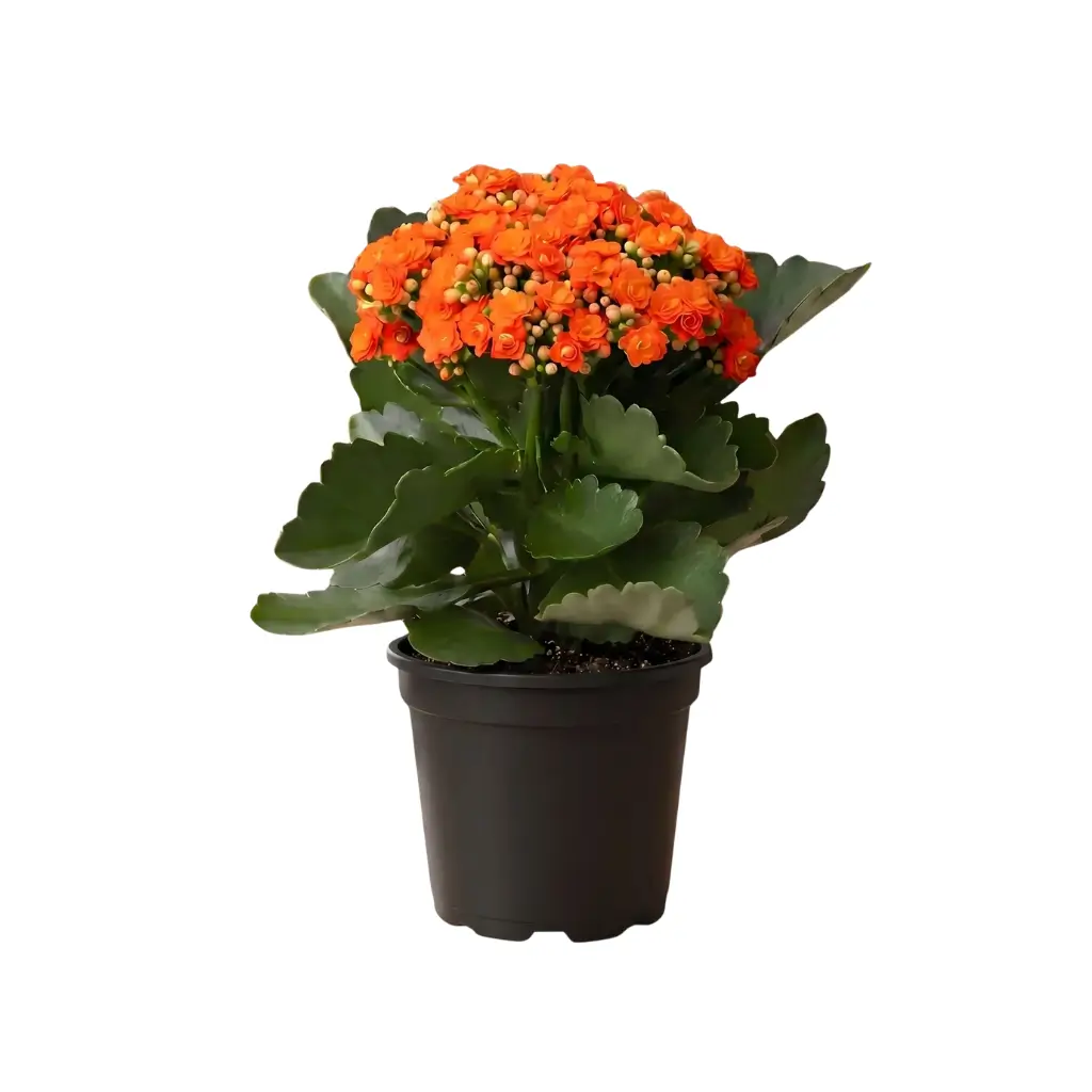 GREENX KALANCHOE ORANGE