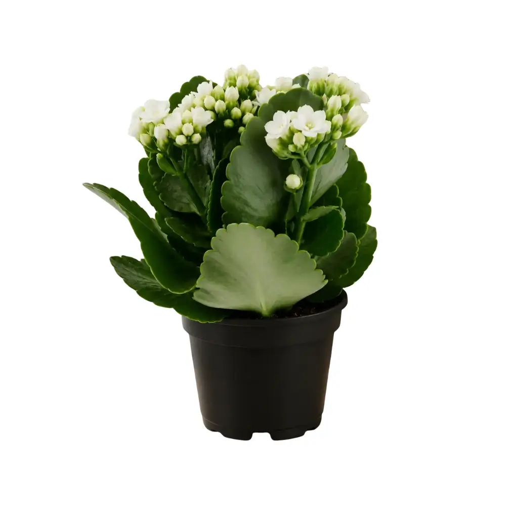 GREENX KALANCHOE WHITE
