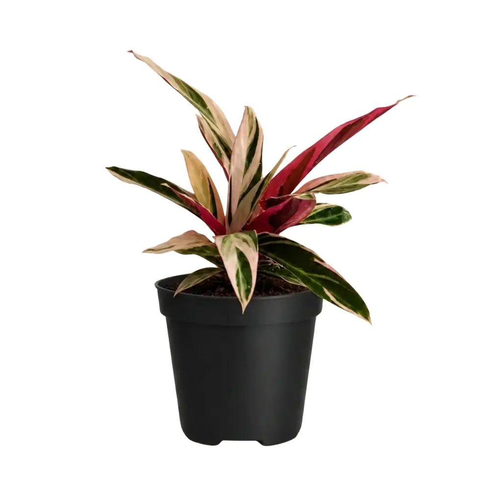 GREENX CALATHEA TRIOSTAR