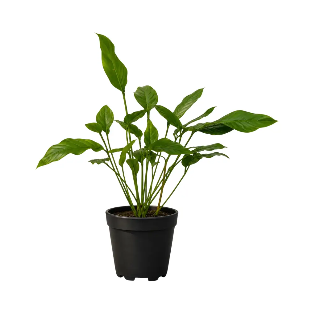GREENX PHILODENDRON JOEPII