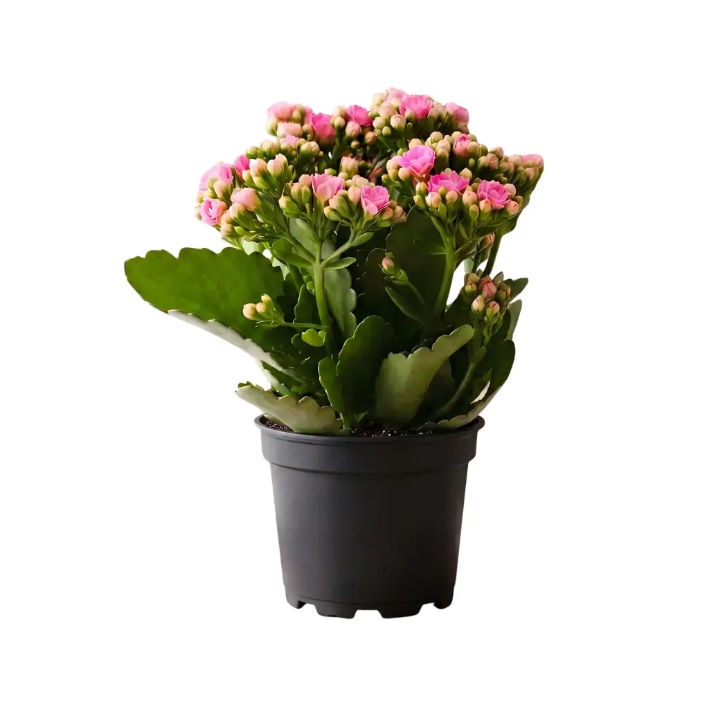 GREENX KALANCHOE PINK