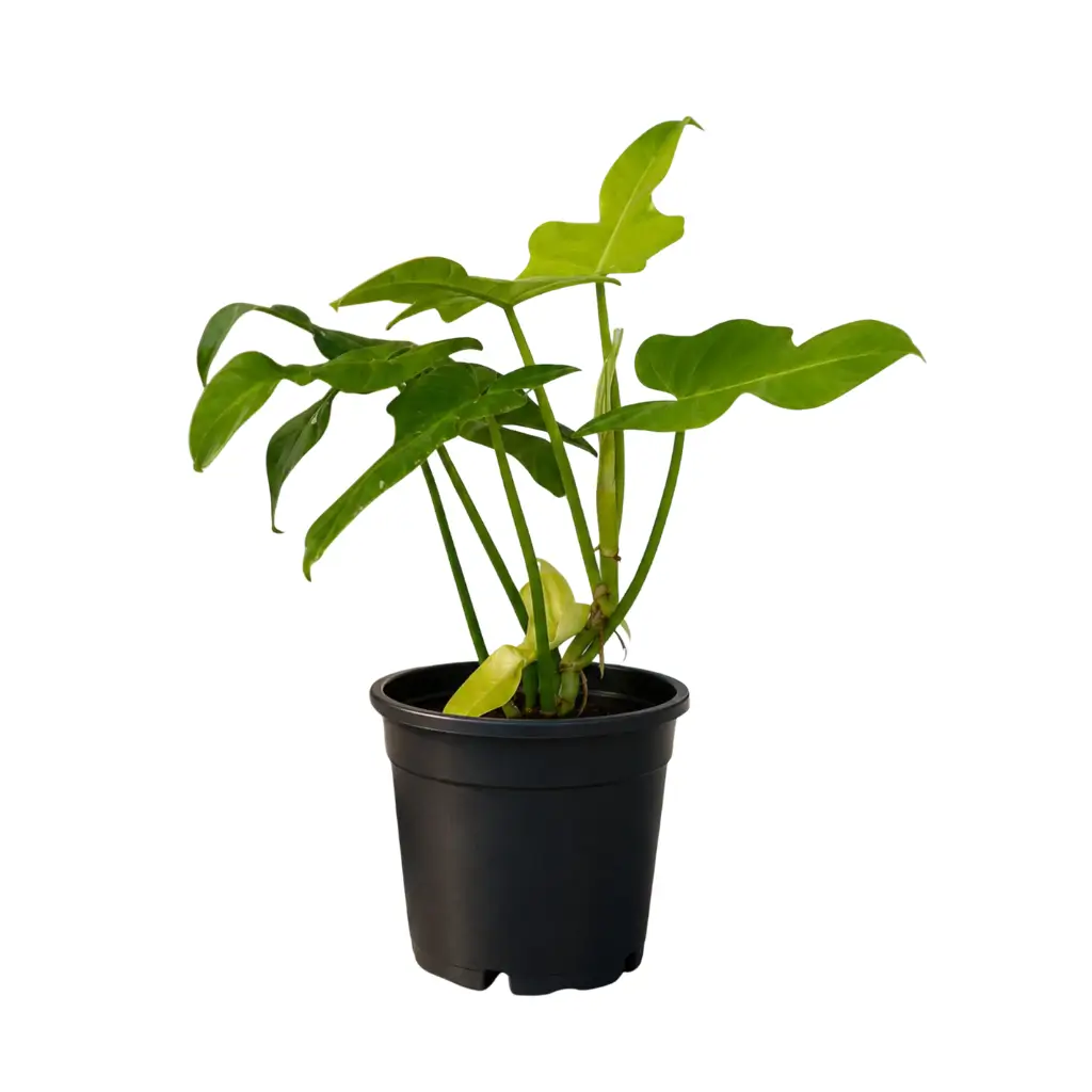 GREENX PHILODENDRON GOLDEN VIOLIN