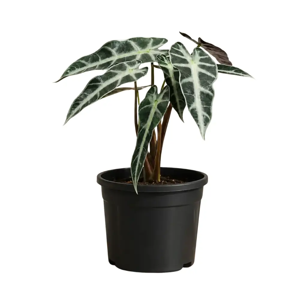 GREENX ALOCASIA BAMBINO