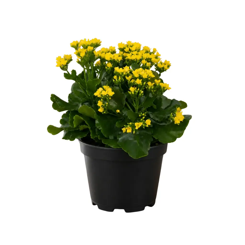 GREENX KALANCHOE YELLOW