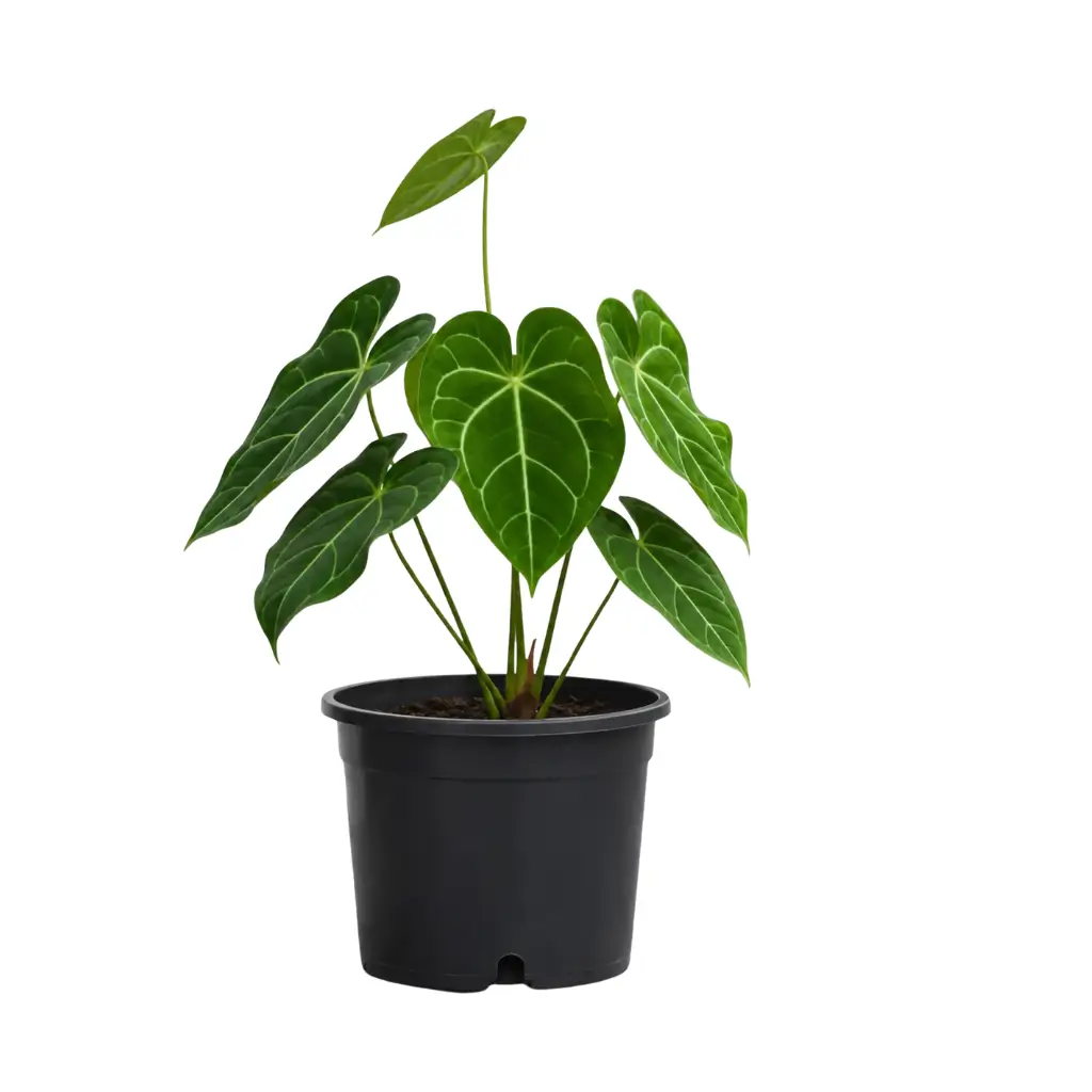 GREENX ANTHURIUM FORGETII