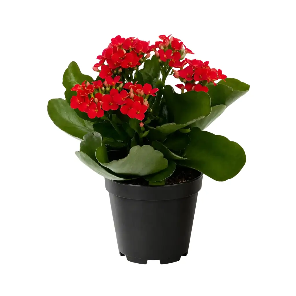 GREENX KALANCHOE RED