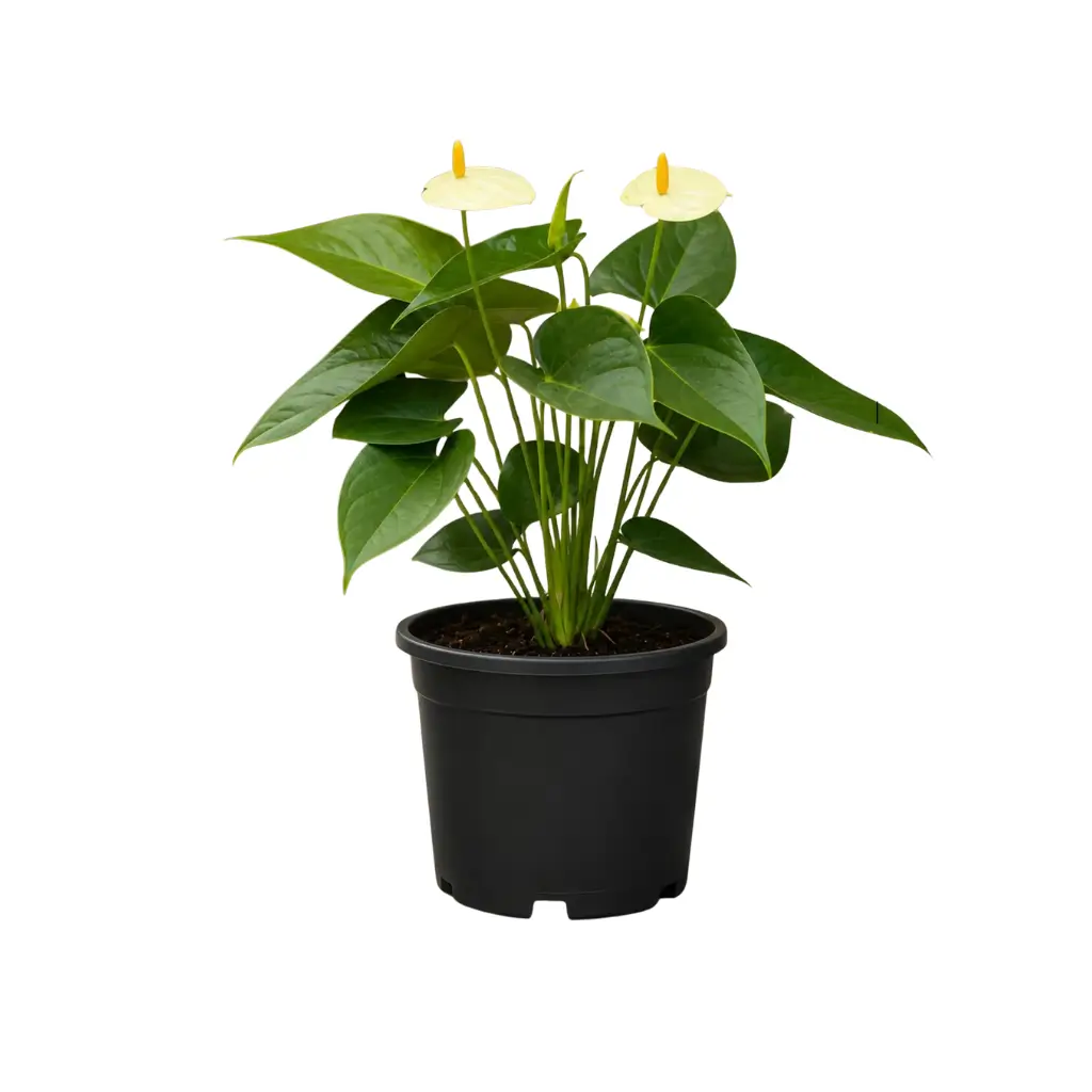 GREENX ANTHURIUM VANILLA