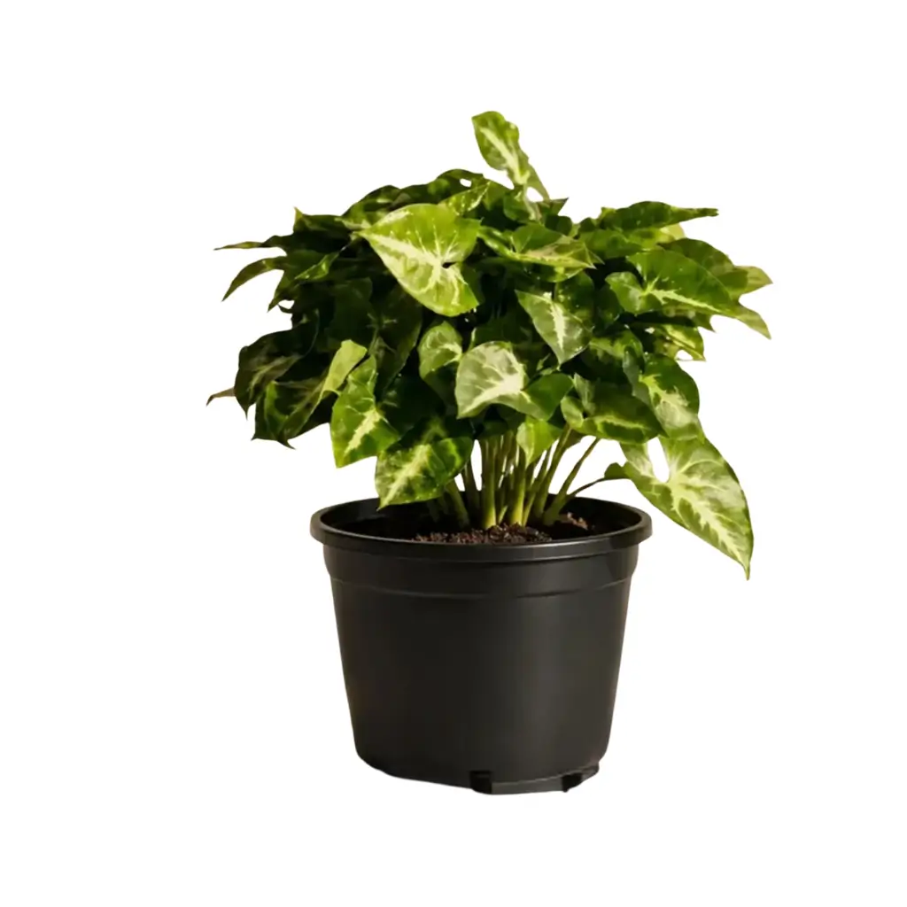 GREENX SYNGONIUM PIXIE