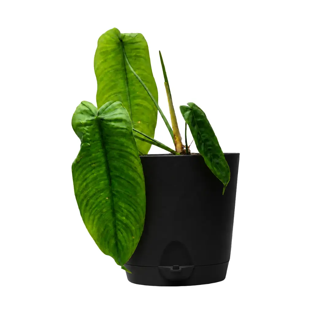 GREENX PHILODENDRON SHARONIAE