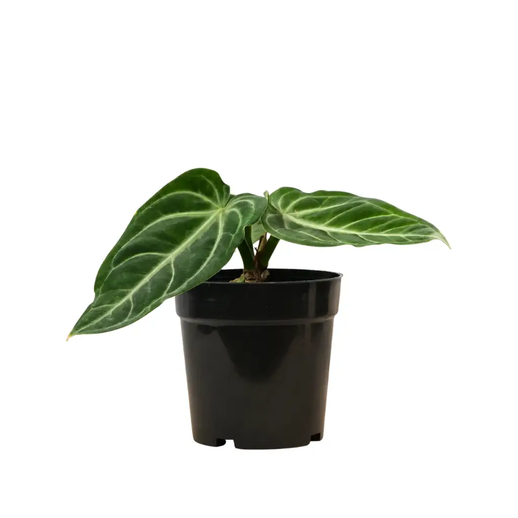 GREENX ANTHURIUM VILLENAORUM