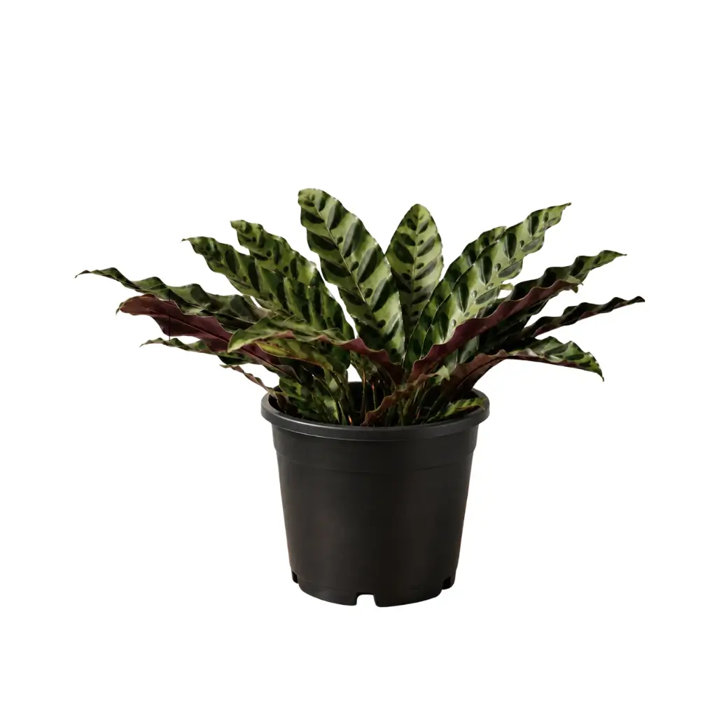 GREENX CALATHEA LANCIFOLIA