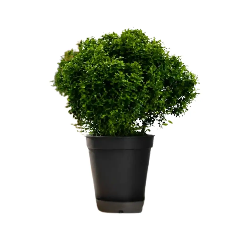 GREENX DWARF MURRAYA