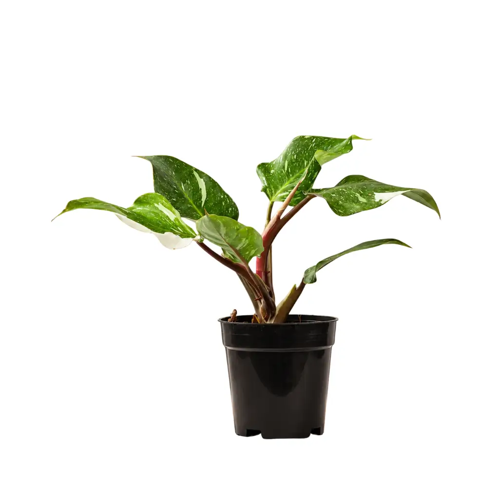 GREENX PHILODENDRON WHITE KNIGHT MARBLE