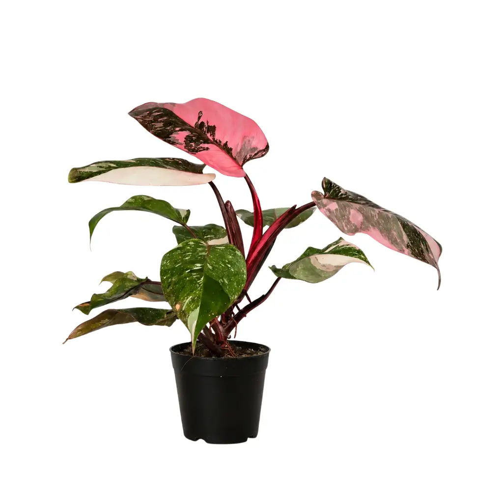 GREENX PHILODENDRON PINK PRINCESS GALAXY