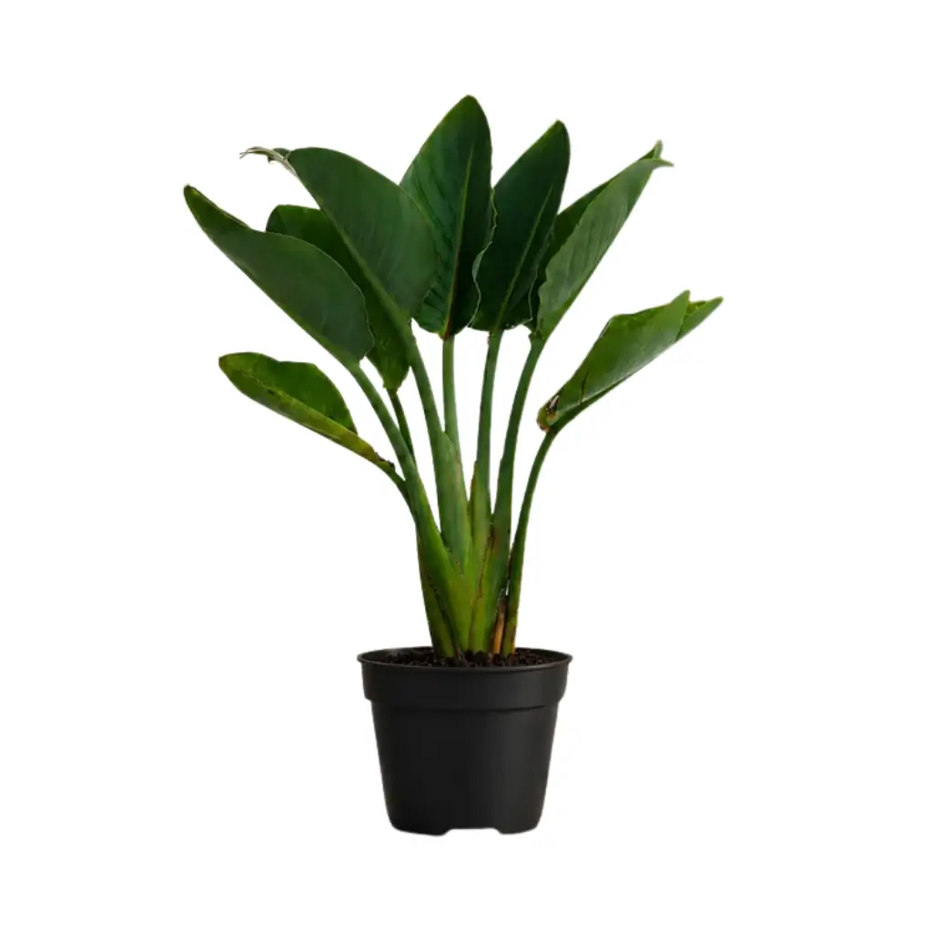 GREENX BIRD OF PARADISE