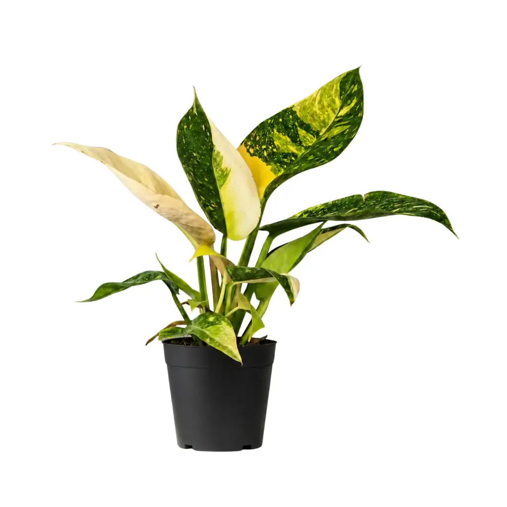 GREENX PHILODENDRON CONGO GREEN VARIEGATED