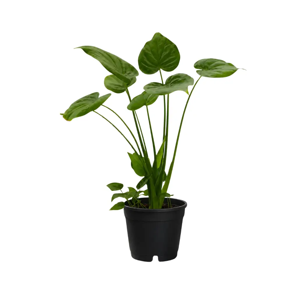 GREENX ALOCASIA CUCULLATA