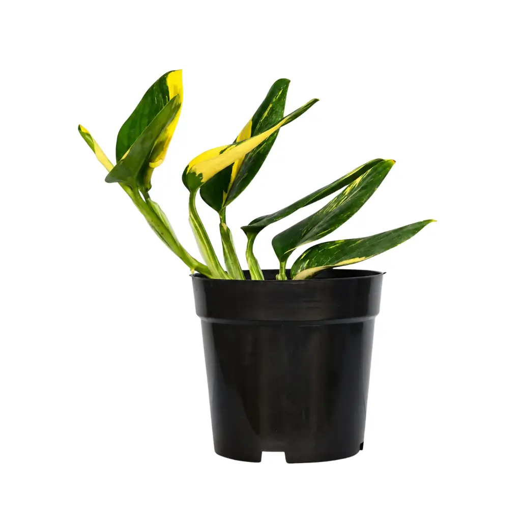 GREENX STANDLEYANA AUREA