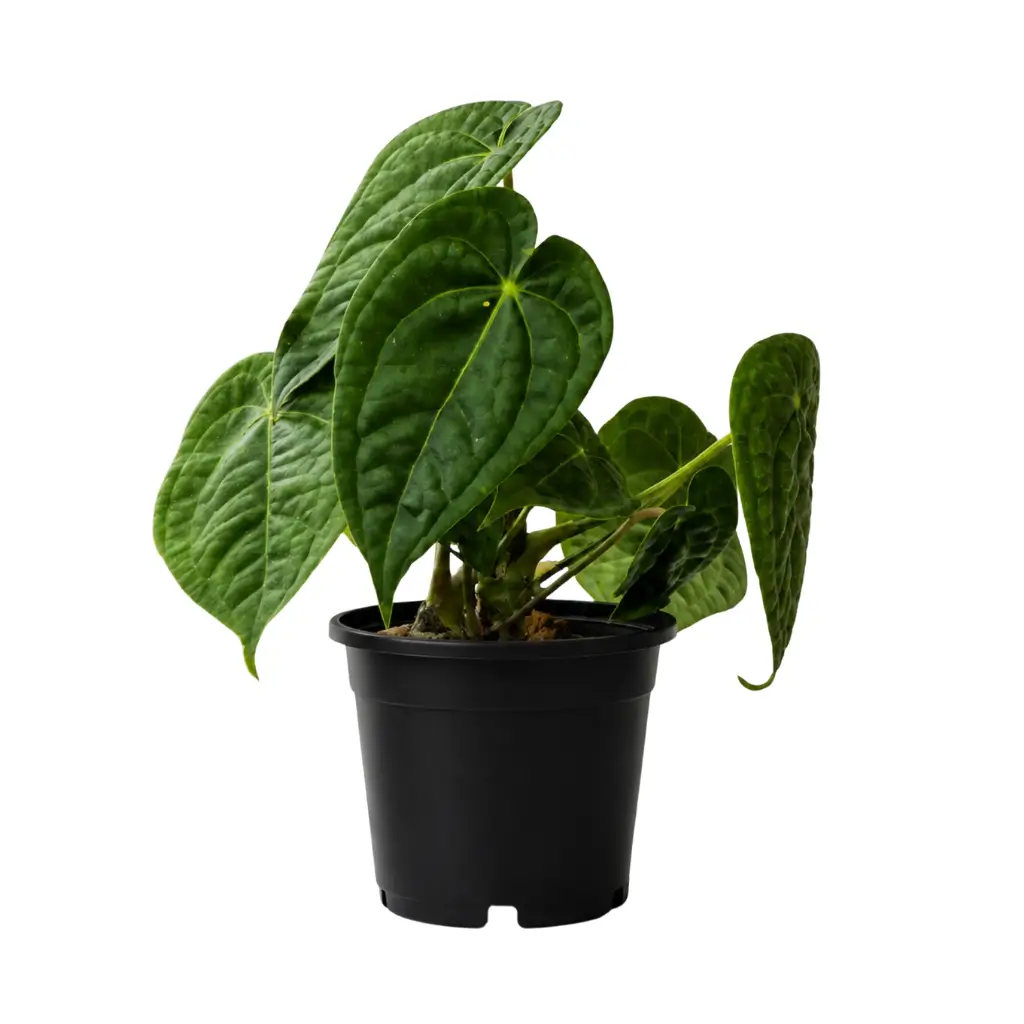 GREENX ANTHURIUM FORGETII X LUXURIANS