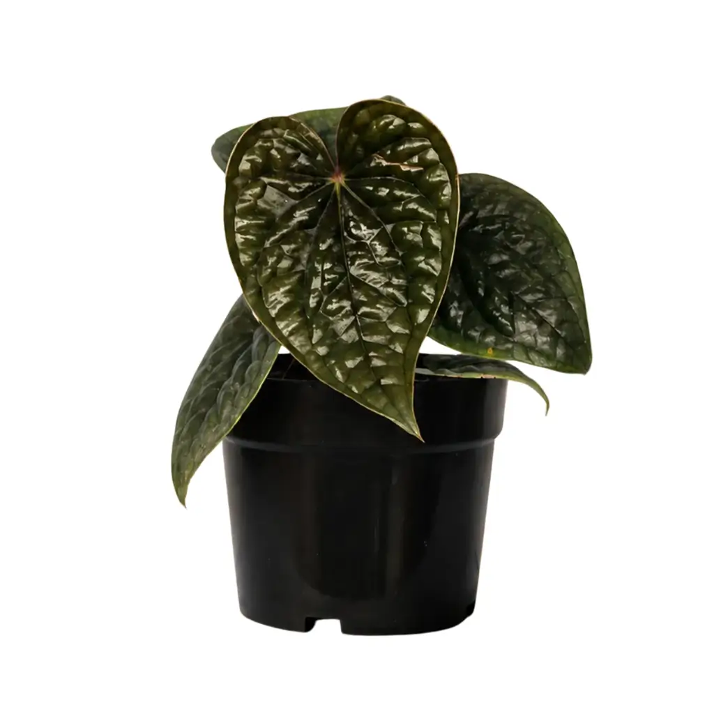 GREENX ANTHURIUM LUXURIAN