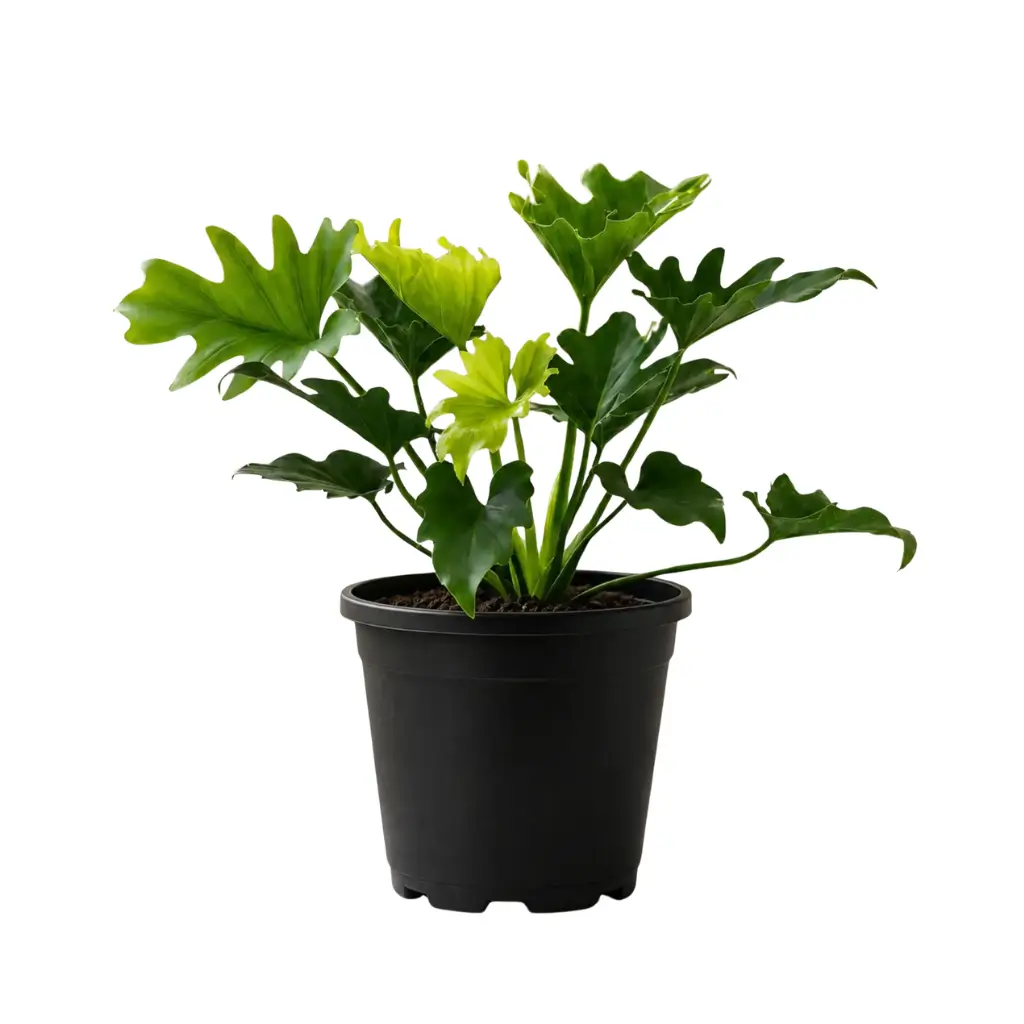 GREENX PHILODENDRON SELLOUM