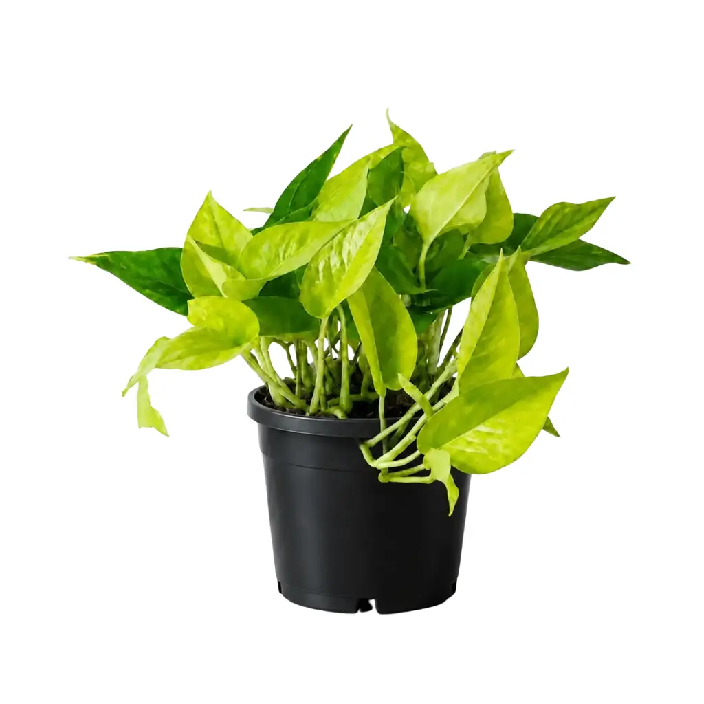 GREENX GOLDEN POTHOS