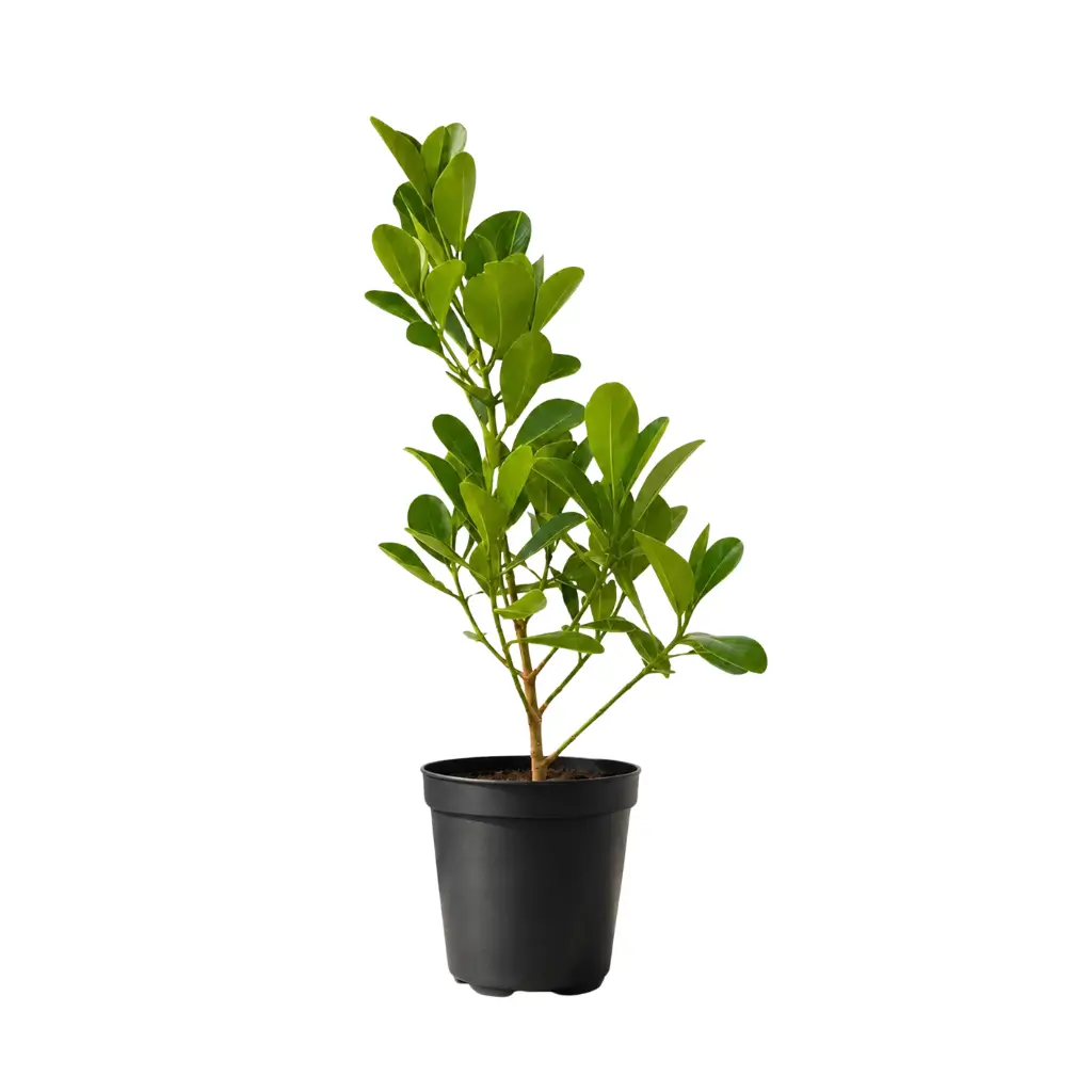 GREENX CLUSIA ROSEA