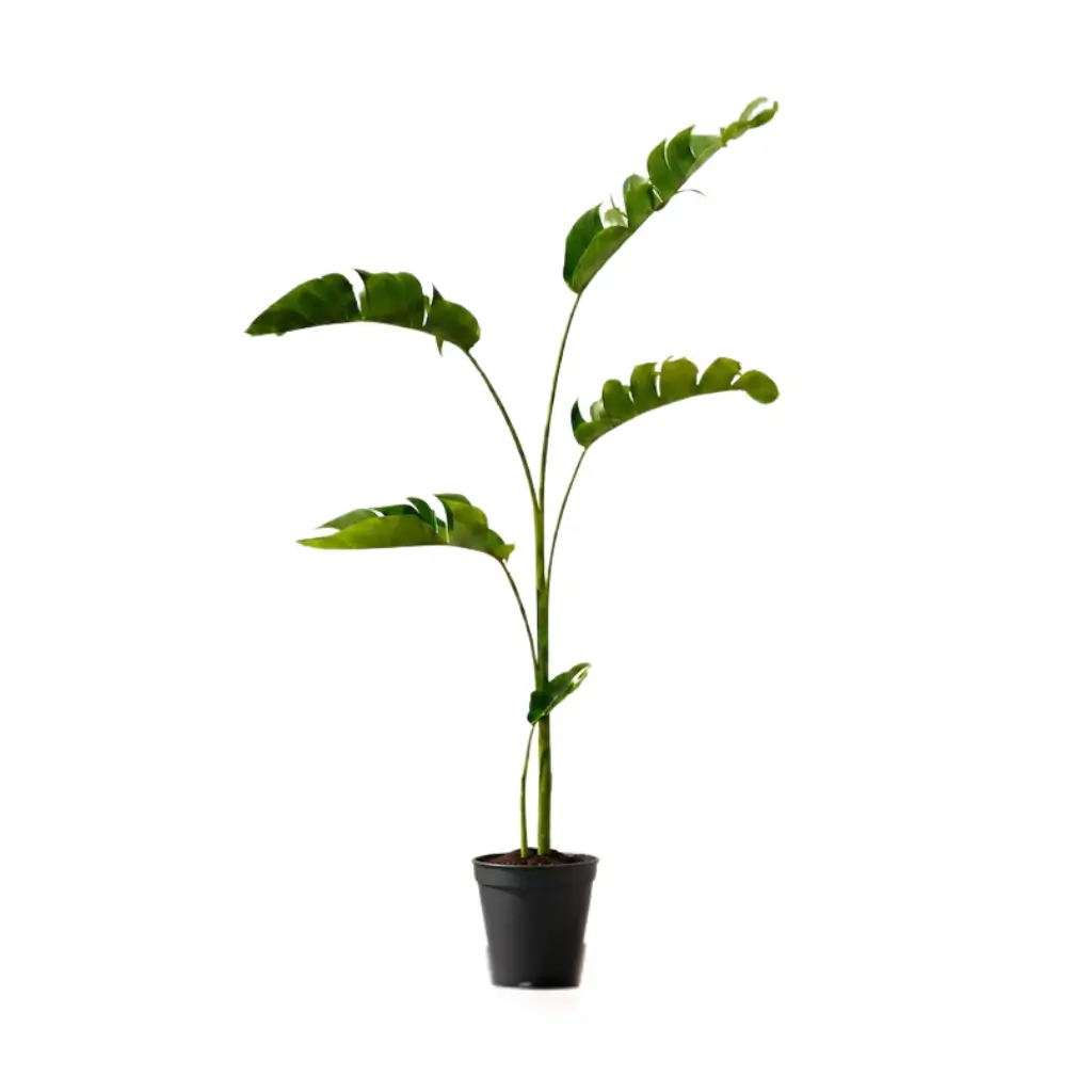 GREENX HELICONIA SEXY PINK