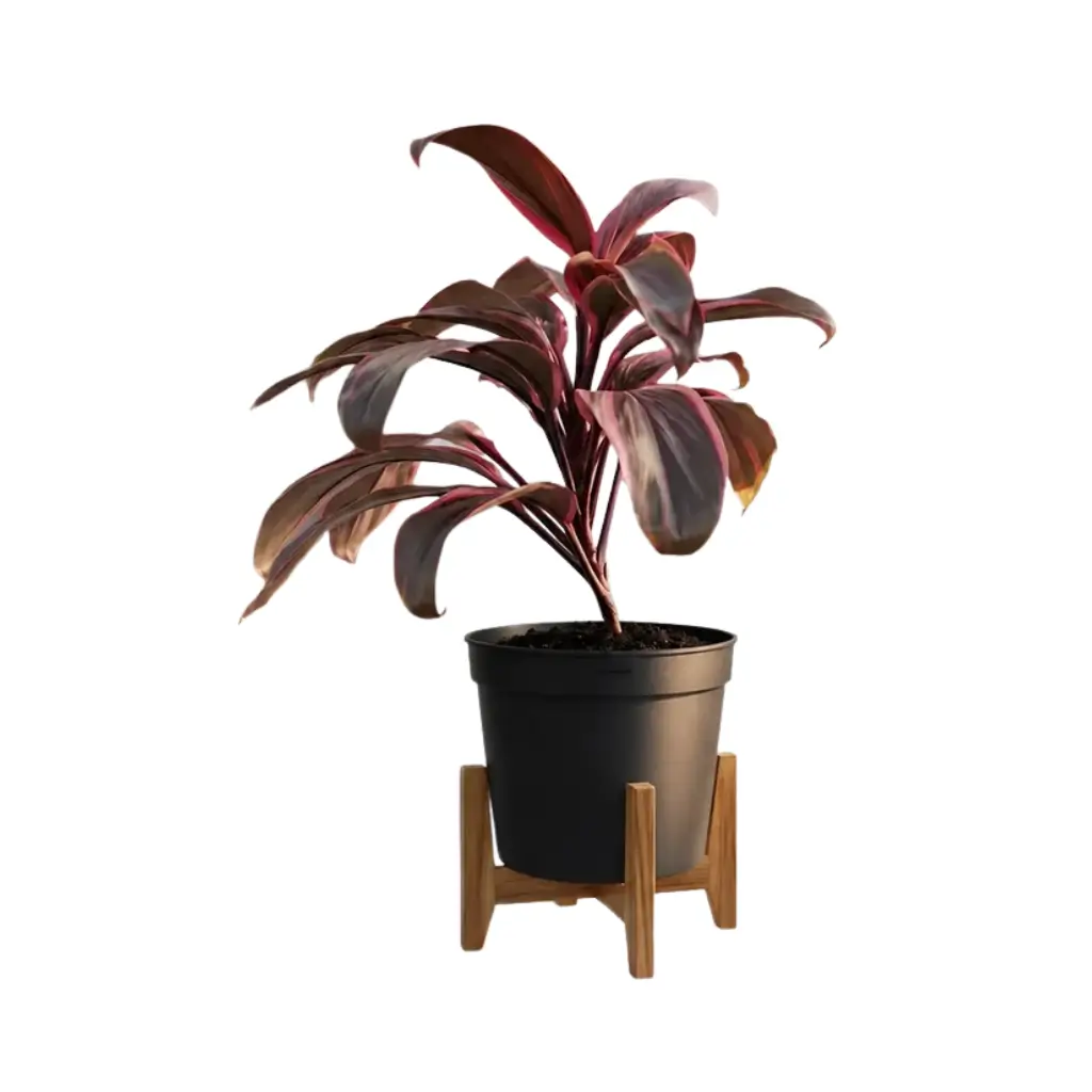 GREENX DRACAENA MAHATMA