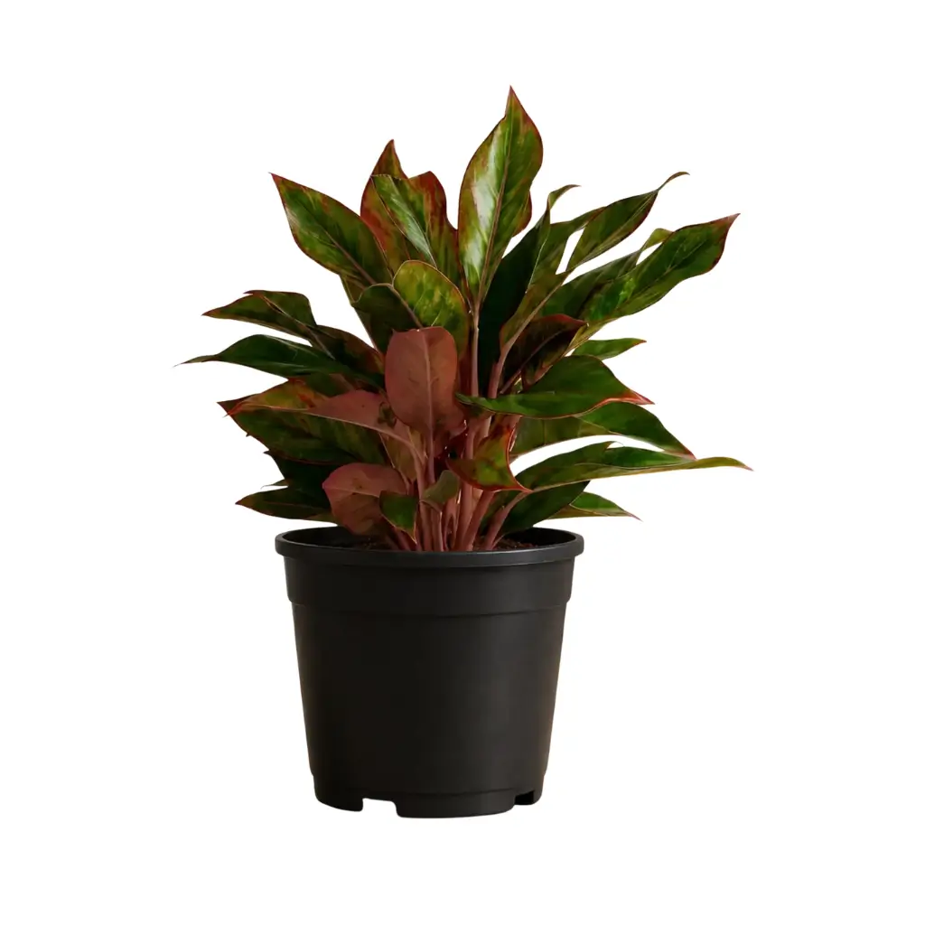 GREENX AGLAONEMA LIPSTICK