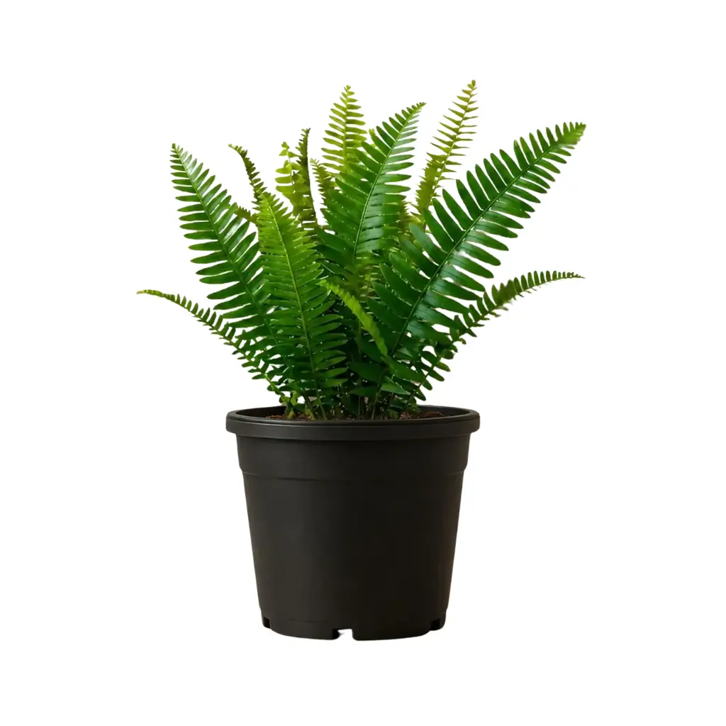GREENX SWORD FERN