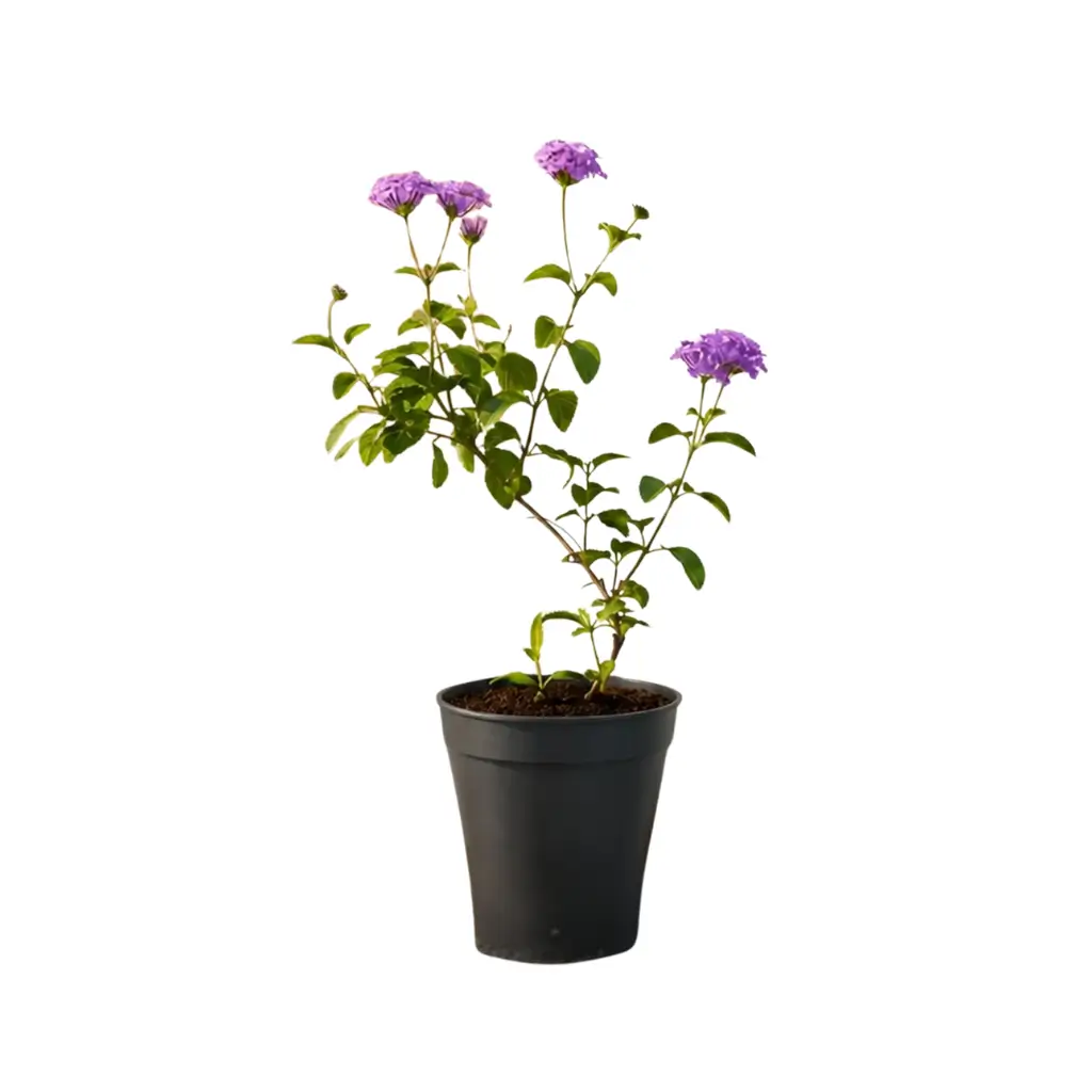 GREENX LANTANA PINK