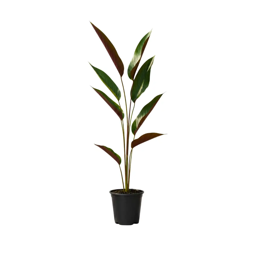GREENX WHEAT CALATHEA PLANT