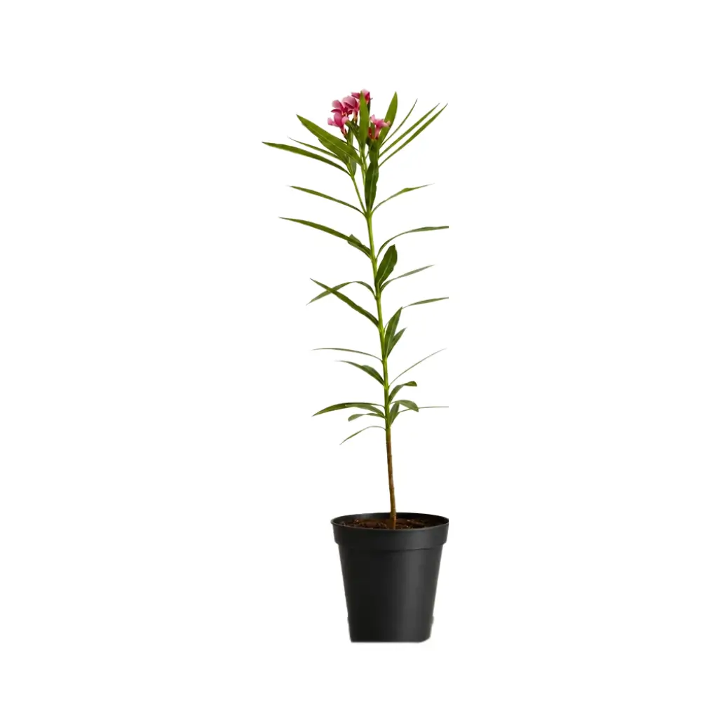 GREENX ARALI