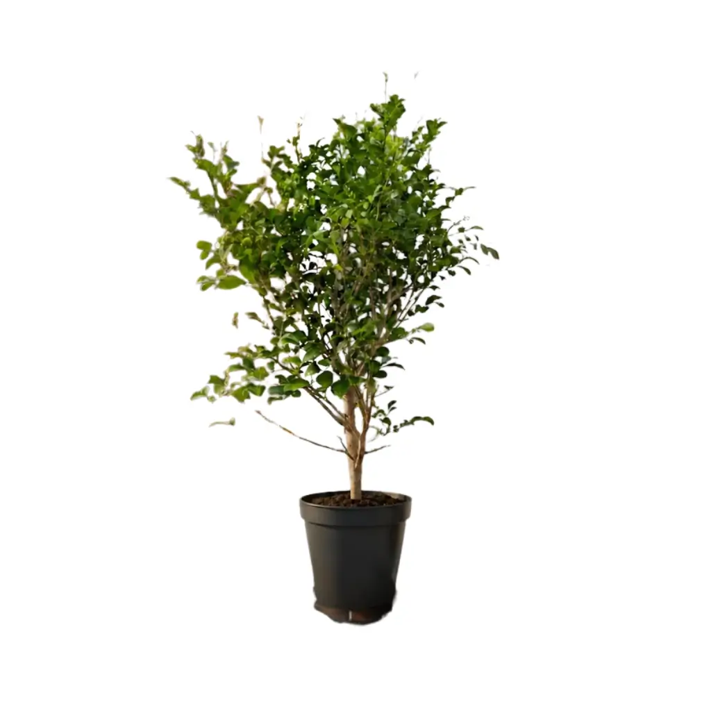 GREENX MADHUKAMINI